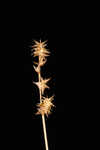 Ddioecious sedge